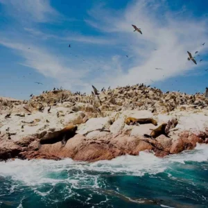 Paracas & Ballestas Islands – A Coastal Escape Into Peru’s Wild Pacific